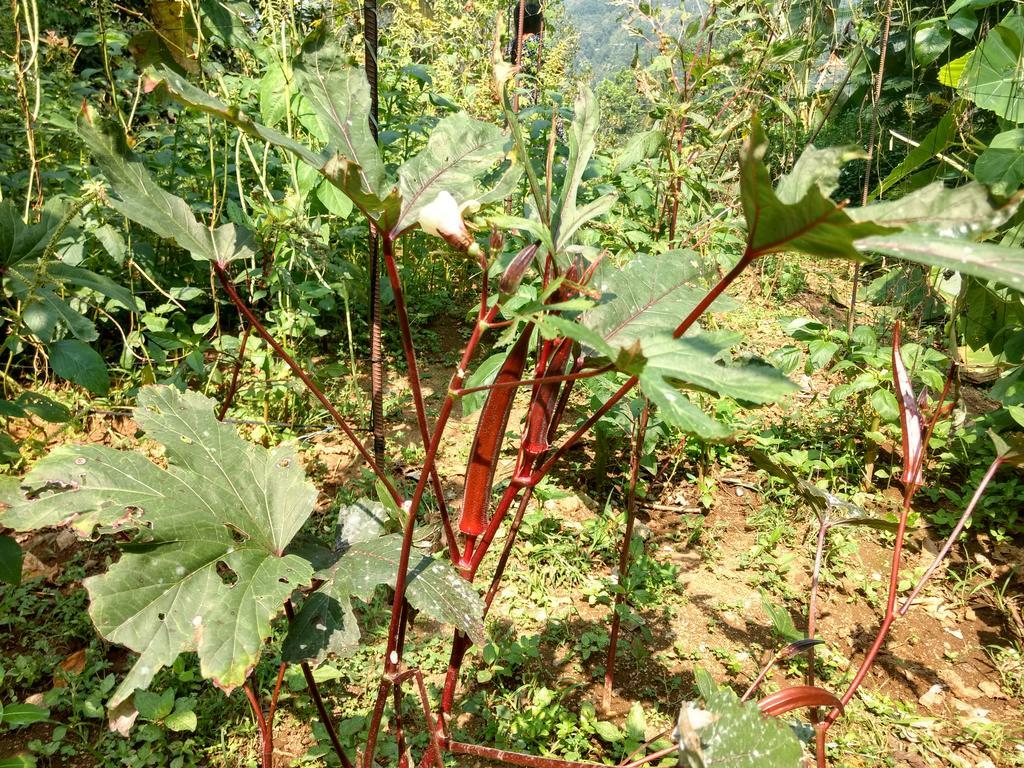 Sceva'S Garden Home Munnar Exterior foto